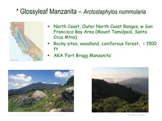  North Coast, Outer North Coast Ranges, w San
Francisco Bay Area (Mount Tamalpais, Santa
Cruz Mtns)
 Rocky sites, woodland, coniferous forest, < 1500
ft
 AKA ‘Fort Bragg Manzanita’
© Project SOUND
* Glossyleaf Manzanita – Arctostaphylos nummularia
http://www.parksconservancy.org/visit/park-sites/mount-tamalpais.html
http://www.thevoiceofalliant.com/FunSun.html
 