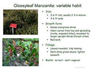 © Project SOUND
Glossyleaf Manzanita: variable habit
 Size:
 2-6 ft tall; usually 2-3 in nature
 4-6 ft wide
 Growth form:
 Dense evergreen shrub
 Habit varies from low and spreading
(rocky, exposed sites), mounded to
larger upright shrub (forest sites)
 Red bark
 Foliage:
 Leaves rounded, tidy looking
 Dark shiny green above; lighter
beneath
 Roots: no burl – don’t coppice!
http://en.wikipedia.org/wiki/File:Arctostaphylos_nummularia_1.jpg
© 2006 Steve Matson
 