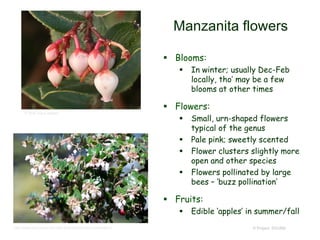 © Project SOUND
Manzanita flowers
 Blooms:
 In winter; usually Dec-Feb
locally, tho’ may be a few
blooms at other times
 Flowers:
 Small, urn-shaped flowers
typical of the genus
 Pale pink; sweetly scented
 Flower clusters slightly more
open and other species
 Flowers pollinated by large
bees – ‘buzz pollination’
 Fruits:
 Edible ‘apples’ in summer/fall
© 2006 Steve Matson
http://www.baynatives.com/plants/Arctostaphylos-nummularia/
 