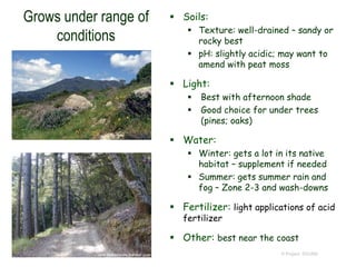 © Project SOUND
Grows under range of
conditions
 Soils:
 Texture: well-drained – sandy or
rocky best
 pH: slightly acidic; may want to
amend with peat moss
 Light:
 Best with afternoon shade
 Good choice for under trees
(pines; oaks)
 Water:
 Winter: gets a lot in its native
habitat – supplement if needed
 Summer: gets summer rain and
fog – Zone 2-3 and wash-downs
 Fertilizer: light applications of acid
fertilizer
 Other: best near the coast
© 2004 Aaron Schusteff
 