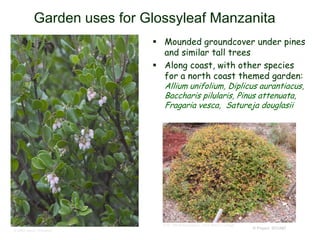 © Project SOUND
Garden uses for Glossyleaf Manzanita
 Mounded groundcover under pines
and similar tall trees
 Along coast, with other species
for a north coast themed garden:
Allium unifolium, Diplicus aurantiacus,
Baccharis pilularis, Pinus attenuata,
Fragaria vesca, Satureja douglasii
© Br. Alfred Brousseau, Saint Mary's College
© 2004 Aaron Schusteff
 