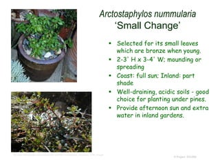 Arctostaphylos nummularia
‘Small Change’
 Selected for its small leaves
which are bronze when young.
 2-3' H x 3-4' W; mounding or
spreading
 Coast: full sun; Inland: part
shade
 Well-draining, acidic soils - good
choice for planting under pines.
 Provide afternoon sun and extra
water in inland gardens.
© Project SOUND
http://www.theodorepayne.org/mediawiki/index.php?title=Arctostaphylos_nummularia_'Small_Change'
 