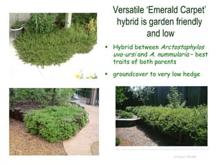 Versatile ‘Emerald Carpet’
hybrid is garden friendly
and low
 Hybrid between Arctostaphylos
uva-ursi and A. nummularia – best
traits of both parents
 groundcover to very low hedge
© Project SOUND
http://www.pasadena.watersavingplants.com/eplant.php?plantnum=243&return=l8_aK
 
