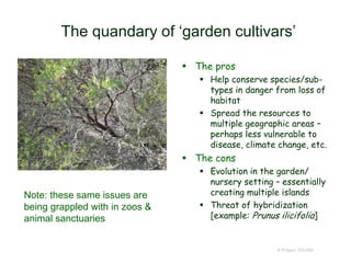 The quandary of ‘garden cultivars’
 The pros
 Help conserve species/sub-
types in danger from loss of
habitat
 Spread the resources to
multiple geographic areas –
perhaps less vulnerable to
disease, climate change, etc.
 The cons
 Evolution in the garden/
nursery setting – essentially
creating multiple islands
 Threat of hybridization
[example: Prunus ilicifolia]
© Project SOUND
Note: these same issues are
being grappled with in zoos &
animal sanctuaries
 