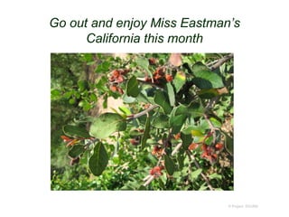 Go out and enjoy Miss Eastman’s
California this month
© Project SOUND
 
