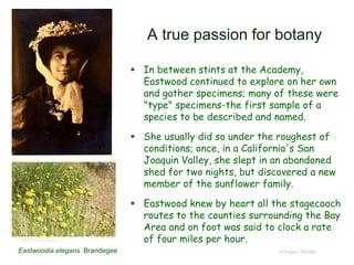 A true passion for botany
© Project SOUND
 In between stints at the Academy,
Eastwood continued to explore on her own
and gather specimens; many of these were
"type" specimens-the first sample of a
species to be described and named.
 She usually did so under the roughest of
conditions; once, in a California's San
Joaquin Valley, she slept in an abandoned
shed for two nights, but discovered a new
member of the sunflower family.
 Eastwood knew by heart all the stagecoach
routes to the counties surrounding the Bay
Area and on foot was said to clock a rate
of four miles per hour.©2010 Neal Kramer
Eastwoodia elegans Brandegee
 