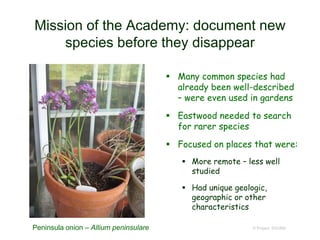 Mission of the Academy: document new
species before they disappear
 Many common species had
already been well-described
– were even used in gardens
 Eastwood needed to search
for rarer species
 Focused on places that were:
 More remote – less well
studied
 Had unique geologic,
geographic or other
characteristics
© Project SOUNDPeninsula onion – Allium peninsulare
 