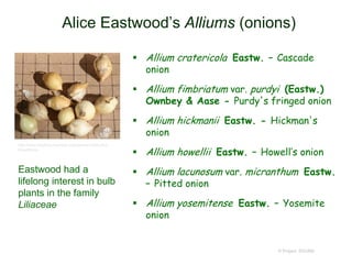 Alice Eastwood’s Alliums (onions)
 Allium cratericola Eastw. – Cascade
onion
 Allium fimbriatum var. purdyi (Eastw.)
Ownbey & Aase - Purdy's fringed onion
 Allium hickmanii Eastw. - Hickman's
onion
 Allium howellii Eastw. – Howell’s onion
 Allium lacunosum var. micranthum Eastw.
– Pitted onion
 Allium yosemitense Eastw. – Yosemite
onion
© Project SOUND
Eastwood had a
lifelong interest in bulb
plants in the family
Liliaceae
http://www.pacificbulbsociety.org/pbswiki/index.php/
BlueAlliums
 