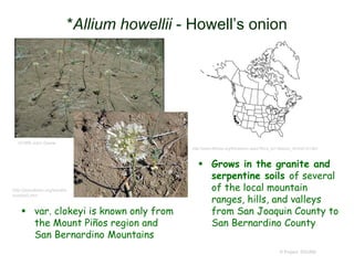 *Allium howellii - Howell’s onion
 var. clokeyi is known only from
the Mount Piños region and
San Bernardino Mountains
 Grows in the granite and
serpentine soils of several
of the local mountain
ranges, hills, and valleys
from San Joaquin County to
San Bernardino County
© Project SOUND
©1995 John Game
http://www.efloras.org/florataxon.aspx?flora_id=1&taxon_id=242101365
http://jaysullivan.org/socal/o
nionhw3.htm
 