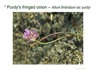 © Project SOUND
* Purdy's fringed onion – Allium fimbriatum var. purdyi
©2014 Steve Matson
 