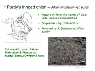  Known only from the vicinity of Clear
Lake, Lake & Colusa Counties.
 Serpentine clay; 300--600 m
 Proposed by A. Eastwood as Allium
purdyi
© Project SOUND
* Purdy's fringed onion – Allium fimbriatum var. purdyi
http://www.efloras.org/florataxon.aspx?flora_id=1&taxon_id=242102148
http://farm3.static.flickr.com/2405/2366307291_cac276fd81_m.jpg
Full scientific name: Allium
fimbriatum S. Watson var.
purdyi (Eastw.) Ownbey & Aase
 