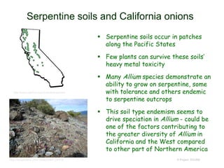 Serpentine soils and California onions
 Serpentine soils occur in patches
along the Pacific States
 Few plants can survive these soils’
heavy metal toxicity
 Many Allium species demonstrate an
ability to grow on serpentine, some
with tolerance and others endemic
to serpentine outcrops
 This soil type endemism seems to
drive speciation in Allium - could be
one of the factors contributing to
the greater diversity of Allium in
California and the West compared
to other part of Northern America
© Project SOUNDhttp://freygardens.com/?attachment_id=636
http://www.calalive.org/content/serpentine
 