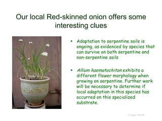 Our local Red-skinned onion offers some
interesting clues
 Adaptation to serpentine soils is
ongoing, as evidenced by species that
can survive on both serpentine and
non-serpentine soils
 Allium haematochiton exhibits a
different flower morphology when
growing on serpentine. Further work
will be necessary to determine if
local adaptation in this species has
occurred on this specialized
substrate.
© Project SOUND
 