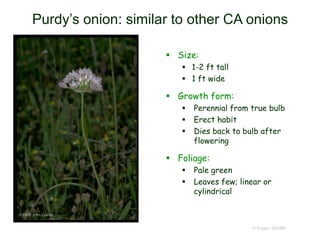 © Project SOUND
Purdy’s onion: similar to other CA onions
 Size:
 1-2 ft tall
 1 ft wide
 Growth form:
 Perennial from true bulb
 Erect habit
 Dies back to bulb after
flowering
 Foliage:
 Pale green
 Leaves few; linear or
cylindrical
©1999 John Game
 