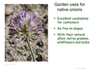 © Project SOUND
Garden uses for
native onions
 Excellent candidates
for containers
 Do fine on slopes
 With their natural
allies: native grasses,
wildflowers and bulbs
©2011 Vernon Smith
 
