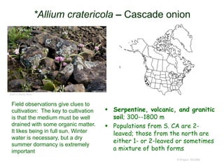 *Allium cratericola – Cascade onion
 Serpentine, volcanic, and granitic
soil; 300--1800 m
 Populations from S. CA are 2-
leaved; those from the north are
either 1- or 2-leaved or sometimes
a mixture of both forms
© Project SOUND
©2012 Barry Rice
Field observations give clues to
cultivation: The key to cultivation
is that the medium must be well
drained with some organic matter.
It likes being in full sun. Winter
water is necessary, but a dry
summer dormancy is extremely
important
 