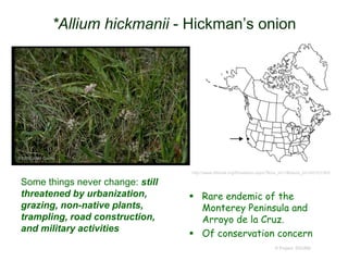 *Allium hickmanii - Hickman’s onion
 Rare endemic of the
Monterey Peninsula and
Arroyo de la Cruz.
 Of conservation concern
© Project SOUND
http://www.efloras.org/florataxon.aspx?flora_id=1&taxon_id=242101363
Some things never change: still
threatened by urbanization,
grazing, non-native plants,
trampling, road construction,
and military activities
©1999 John Game
 