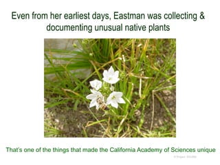 Even from her earliest days, Eastman was collecting &
documenting unusual native plants
© Project SOUND
That’s one of the things that made the California Academy of Sciences unique
 
