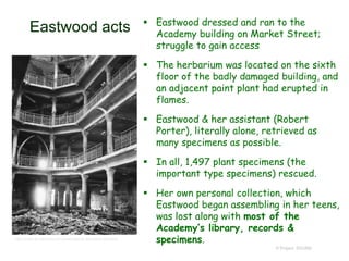 Eastwood acts  Eastwood dressed and ran to the
Academy building on Market Street;
struggle to gain access
 The herbarium was located on the sixth
floor of the badly damaged building, and
an adjacent paint plant had erupted in
flames.
 Eastwood & her assistant (Robert
Porter), literally alone, retrieved as
many specimens as possible.
 In all, 1,497 plant specimens (the
important type specimens) rescued.
 Her own personal collection, which
Eastwood began assembling in her teens,
was lost along with most of the
Academy’s library, records &
specimens.
© Project SOUND
http://www.terrastories.com/bearings/cal-academy-sciences
 