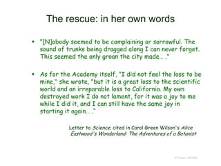 The rescue: in her own words
© Project SOUND
 "[N]obody seemed to be complaining or sorrowful. The
sound of trunks being dragged along I can never forget.
This seemed the only groan the city made… ."
 As for the Academy itself, "I did not feel the loss to be
mine," she wrote, "but it is a great loss to the scientific
world and an irreparable loss to California. My own
destroyed work I do not lament, for it was a joy to me
while I did it, and I can still have the same joy in
starting it again… .“
Letter to Science; cited in Carol Green Wilson's Alice
Eastwood's Wonderland: The Adventures of a Botanist
 