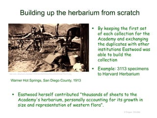 Building up the herbarium from scratch
 Eastwood herself contributed "thousands of sheets to the
Academy's herbarium, personally accounting for its growth in
size and representation of western flora".
© Project SOUND
 By keeping the first set
of each collection for the
Academy and exchanging
the duplicates with other
institutions Eastwood was
able to build the
collection
 Example: 3113 specimens
to Harvard Herbariumhttp://cdn.calisphere.org/data/13030/qk/kt8c6040qk/files/kt8c6040qk-FID215.jpg
Warner Hot Springs, San Diego County, 1913
 