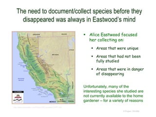 The need to document/collect species before they
disappeared was always in Eastwood’s mind
 Alice Eastwood focused
her collecting on:
 Areas that were unique
 Areas that had not been
fully studied
 Areas that were in danger
of disappearing
© Project SOUND
http://www.sitesatlas.com/Flash/USCan/static/CAFF.htm
Unfortunately, many of the
interesting species she studied are
not currently available to the home
gardener – for a variety of reasons
 