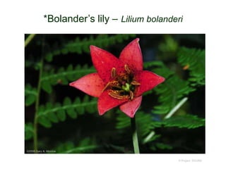 © Project SOUND
*Bolander’s lily – Lilium bolanderi
©2008 Gary A. Monroe
 