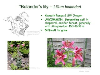  Klamath Range & SW Oregon
 UNCOMMON. Serpentine soil in
chaparral, conifer forest, generally
with Xerophyllum 150–1600 m
 Difficult to grow
© Project SOUND
*Bolander’s lily – Lilium bolanderi
http://www.efloras.org/f
lorataxon.aspx?flora_id
=1&taxon_id=2421017
27
http://www.jonsgardenblog.com/uploads/2/2/5/6/22563064/3759431_orig.jpg
©2008 Keir Morse
 
