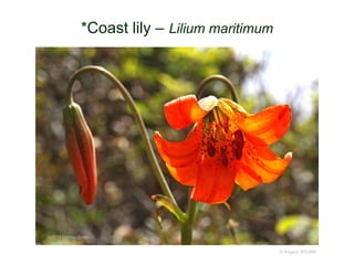 © Project SOUND
*Coast lily – Lilium maritimum
©2013 Vernon Smith
 