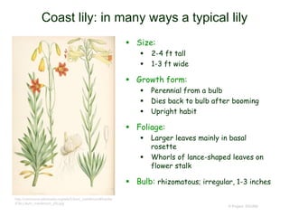 © Project SOUND
Coast lily: in many ways a typical lily
 Size:
 2-4 ft tall
 1-3 ft wide
 Growth form:
 Perennial from a bulb
 Dies back to bulb after booming
 Upright habit
 Foliage:
 Larger leaves mainly in basal
rosette
 Whorls of lance-shaped leaves on
flower stalk
 Bulb: rhizomatous; irregular, 1-3 inches
http://commons.wikimedia.org/wiki/Lilium_maritimum#/media
/File:Lilium_maritimum_(lit).jpg
 