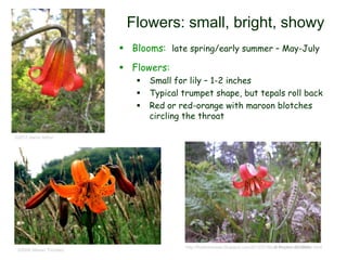 © Project SOUND
Flowers: small, bright, showy
 Blooms: late spring/early summer – May-July
 Flowers:
 Small for lily – 1-2 inches
 Typical trumpet shape, but tepals roll back
 Red or red-orange with maroon blotches
circling the throat
 Seeds:
©2006 Steven Thorsted
©2012 Aaron Arthur
http://flowersreview.blogspot.com/2012/01/lilium-maritimum-flower.html
 