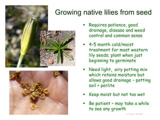 Growing native lilies from seed
 Requires patience, good
drainage, disease and weed
control and common sense
 4-5 month cold/moist
treatment for most western
lily seeds; plant when just
beginning to germinate
 Need light, airy potting mix
which retains moisture but
allows good drainage – potting
soil + perlite
 Keep moist but not too wet
 Be patient – may take a while
to see any growth
© Project SOUND
©2010 Zoya Akulova
 