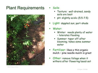 © Project SOUND
Plant Requirements  Soils:
 Texture: well-drained, sandy
soils are best
 pH: slightly acidic (5.5-7.5)
 Light: dappled sun; part-shade
 Water:
 Winter: needs plenty of water
– tolerates flooding
 Summer: taper off after
blooming; takes some summer
water
 Fertilizer: likes a thin organic
mulch – pine needle mulch is great
 Other: remove foliage when it
withers after flowering/seed-set
©2012 Aaron Arthur
 