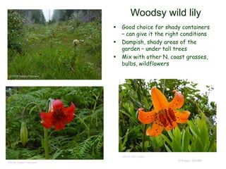 © Project SOUND
Woodsy wild lily
 Good choice for shady containers
– can give it the right conditions
 Dampish, shady areas of the
garden – under tall trees
 Mix with other N. coast grasses,
bulbs, wildflowers
©2008 Halleh Paymard
©2014 John Doyen
©2008 Halleh Paymard
 