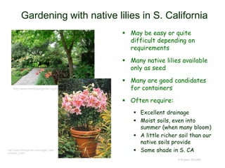 Gardening with native lilies in S. California
 May be easy or quite
difficult depending on
requirements
 Many native lilies available
only as seed
 Many are good candidates
for containers
 Often require:
 Excellent drainage
 Moist soils, even into
summer (when many bloom)
 A little richer soil than our
native soils provide
 Some shade in S. CA
© Project SOUND
http://www.chanticleergarden.org/6_24.html
http://www.thelilygarden.com/pages_lilies
/oriental_2.html
 