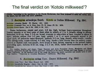 The final verdict on ‘Kotolo milkweed’?
© Project SOUND
 
