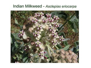 Indian Milkweed - Asclepias eriocarpa
http://de.wikipedia.org/wiki/Asclepias_eriocarpa
 