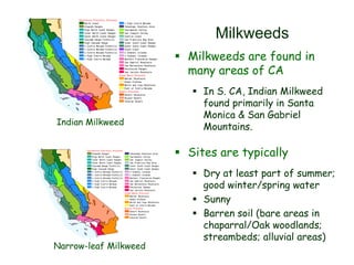 Milkweeds
 Milkweeds are found in
many areas of CA
 In S. CA, Indian Milkweed
found primarily in Santa
Monica & San Gabriel
Mountains.
 Sites are typically
 Dry at least part of summer;
good winter/spring water
 Sunny
 Barren soil (bare areas in
chaparral/Oak woodlands;
streambeds; alluvial areas)
Narrow-leaf Milkweed
Indian Milkweed
 
