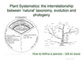 © Project SOUND
Plant Systematics: the interrelationship
between ‘natural’ taxonomy, evolution and
phylogeny
http://www.anbg.gov.au/asbs/newsletter/book-review-74a-a.gif
http://www.alonnissos.org/page9/files/taxonomy%20tree.jpg
How to define a species – still an issue
 