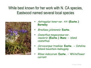 While best known for her work with N. CA species,
Eastwood named several local species
 Astragalus tener var. titi (Eastw.)
Barneby
 Brodiaea jolonensis Eastw.
 Ceanothus megacarpus var.
insularis (Eastw.) Munz - island
ceanothus
 Cercocarpus traskiae Eastw. - Catalina
Island mountain-mahogany
 Ribes indecorum Eastw. – Whiteflower
currant
© Project SOUND
 