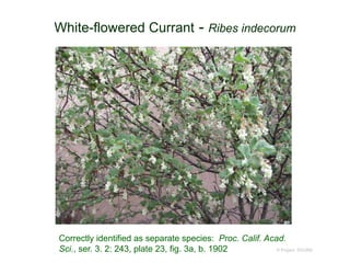 © Project SOUND
White-flowered Currant - Ribes indecorum
Correctly identified as separate species: Proc. Calif. Acad.
Sci., ser. 3. 2: 243, plate 23, fig. 3a, b. 1902
 