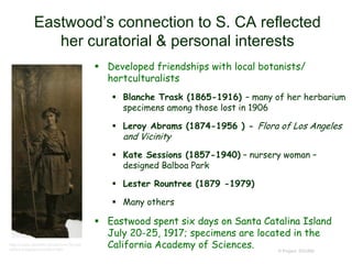 Eastwood’s connection to S. CA reflected
her curatorial & personal interests
 Developed friendships with local botanists/
hortculturalists
 Blanche Trask (1865-1916) – many of her herbarium
specimens among those lost in 1906
 Leroy Abrams (1874-1956 ) - Flora of Los Angeles
and Vicinity
 Kate Sessions (1857-1940) – nursery woman –
designed Balboa Park
 Lester Rountree (1879 -1979)
 Many others
 Eastwood spent six days on Santa Catalina Island
July 20-25, 1917; specimens are located in the
California Academy of Sciences. © Project SOUND
http://ucjeps.berkeley.edu/archon/?p=digi
tallibrary/digitalcontent&id=466
 
