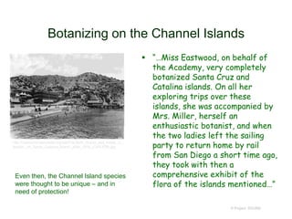 Botanizing on the Channel Islands
 “…Miss Eastwood, on behalf of
the Academy, very completely
botanized Santa Cruz and
Catalina islands. On all her
exploring trips over these
islands, she was accompanied by
Mrs. Miller, herself an
enthusiastic botanist, and when
the two ladies left the sailing
party to return home by rail
from San Diego a short time ago,
they took with then a
comprehensive exhibit of the
flora of the islands mentioned…”
© Project SOUND
http://commons.wikimedia.org/wiki/File:Bath_House_and_hotels_in_
Avalon,_on_Santa_Catalina_Island,_after_1908_(CHS-838).jpg
Even then, the Channel Island species
were thought to be unique – and in
need of protection!
 