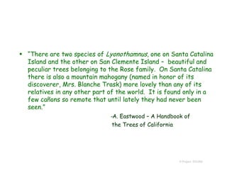  “There are two species of Lyonothamnus, one on Santa Catalina
Island and the other on San Clemente Island – beautiful and
peculiar trees belonging to the Rose family. On Santa Catalina
there is also a mountain mahogany (named in honor of its
discoverer, Mrs. Blanche Trask) more lovely than any of its
relatives in any other part of the world. It is found only in a
few cañons so remote that until lately they had never been
seen.”
-A. Eastwood – A Handbook of
the Trees of California
© Project SOUND
 