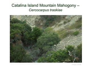 © Project SOUND
Catalina Island Mountain Mahogony –
Cercocarpus traskiae
http://www.centerforplantconservation.org/collection/CPC_ProfileImage.asp?FN=872b
 