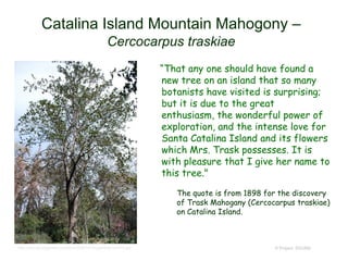 “That any one should have found a
new tree on an island that so many
botanists have visited is surprising;
but it is due to the great
enthusiasm, the wonderful power of
exploration, and the intense love for
Santa Catalina Island and its flowers
which Mrs. Trask possesses. It is
with pleasure that I give her name to
this tree."
The quote is from 1898 for the discovery
of Trask Mahogany (Cercocarpus traskiae)
on Catalina Island.
© Project SOUND
Catalina Island Mountain Mahogony –
Cercocarpus traskiae
http://pics.davesgarden.com/pics/2009/03/13/palmbob/1c3474.jpg
 