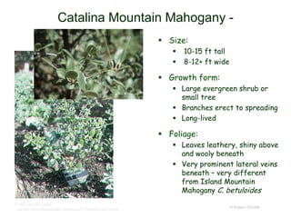 © Project SOUND
Catalina Mountain Mahogany -
 Size:
 10-15 ft tall
 8-12+ ft wide
 Growth form:
 Large evergreen shrub or
small tree
 Branches erect to spreading
 Long-lived
 Foliage:
 Leaves leathery, shiny above
and wooly beneath
 Very prominent lateral veins
beneath – very different
from Island Mountain
Mahogany C. betuloides
© 1993 Dean Wm. Taylor
http://www.centerforplantconservation.org/collection/CPC_ProfileImage.asp?FN=872b
 