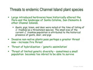 © Project SOUND
Threats to endemic Channel Island plant species
 Large introduced herbivores have historically altered the
flora and the landscape of Santa Catalina, San Clemente &
other Channel Islands.
 Goats, pigs, bison, and deer were noted at the time of listing of
C. traskiae as a threatened species. The small size of the
current C. traskiae population is attributed to the historical
presence of goats, deer, and pigs
 Invasive non-native plants pose perhaps a greater threat
now – increase fire threat
 Threat of hybridization – ‘genetic assimilation’
 Threat of limited genetic diversity – sometimes a small
population becomes too inbred to be able to survive
 