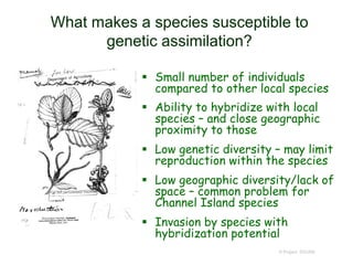 © Project SOUND
What makes a species susceptible to
genetic assimilation?
 Small number of individuals
compared to other local species
 Ability to hybridize with local
species – and close geographic
proximity to those
 Low genetic diversity – may limit
reproduction within the species
 Low geographic diversity/lack of
space – common problem for
Channel Island species
 Invasion by species with
hybridization potential
 