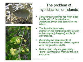 © Project SOUND
The problem of
hybridization on islands
 Cercocarpus traskiae has hybridized
locally with C. betuloides var.
blancheae, which also occurs on the
island.
 The hybrids have been
characterized morphologically as well
as by enzyme (allozyme) and DNA
differences.
 Morphological assessments of
hybridization have not always agreed
with the genetic results
 Bottom line: only six genetically
“pure” Cercocarpus traskiae trees in
existance
http://en.wikipedia.org/wiki/File:Cercocarpustraskiae.JPG
http://www.calflora.net/bloomingplan
ts/islandmountainmahogany.html
 